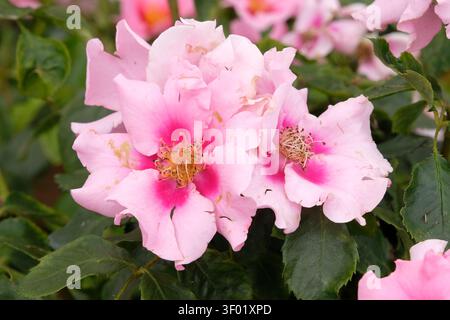 Rosa compatta, rosa fiorita, rosa «ci vediamo in rosa» in fiore. Foto Stock