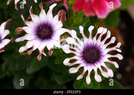 Osteospermum bianco e viola, African Daisy, «Sunny Philip» in fiore. Foto Stock