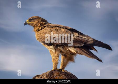 Profilo dell'aquila di Tawny su un arbusto roccioso nel Serengeti. Aquila rapax osserva le pianure da una roccia elevata nel Parco Nazionale del Serengeti, Tanzania. Foto Stock
