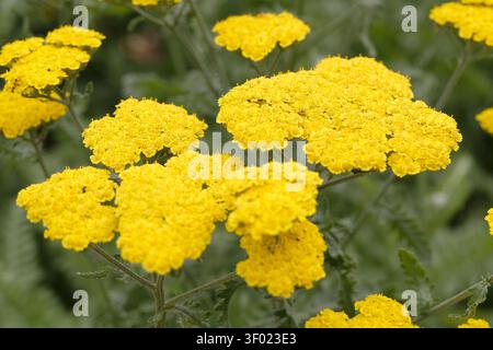 Achillea, o yarrow, giallo brillante, «Moonshine» in fiore. Foto Stock