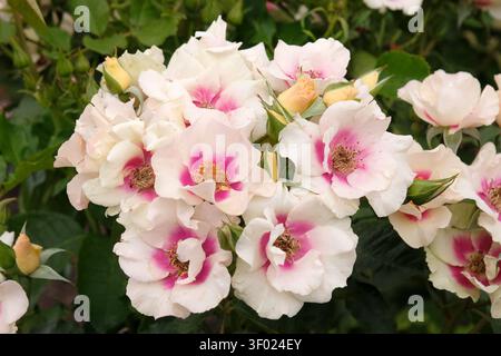 Bianco e rosa compatto, ripetizione della fioritura della rosa floribunda, rosa «SEE you in Purple» in fiore. Foto Stock