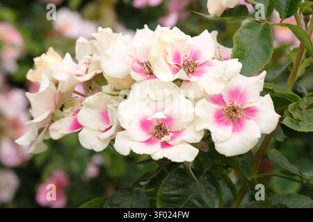 Bianco e rosa compatto, ripetizione della fioritura della rosa floribunda, rosa «SEE you in Purple» in fiore. Foto Stock