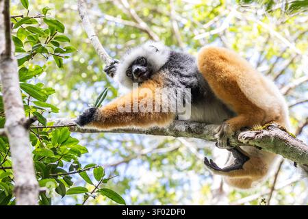 Diademed Sifaka (Propithecus diadema) nella riserva di Analamazaotra, nel Parco Nazionale di Andasibe-Mantadia, Madagascar Foto Stock