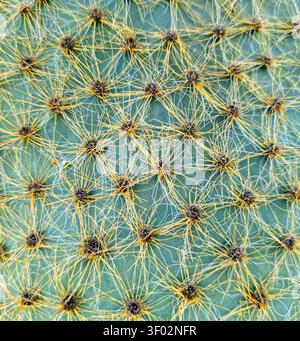 La vista ravvicinata della pelle di cactus di fico d'India rivela la sua texture unica con spine sottili e motivi vivaci. Questo dettaglio mette in risalto la natura Foto Stock