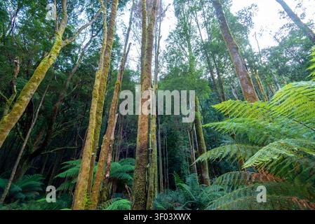 Foresta pluviale fresca e temperata nel Franklin-Gordon Wild Rivers National Park - Tasmania Foto Stock