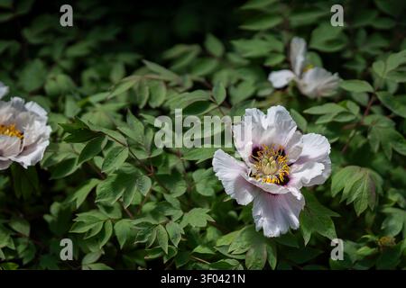 La peonia arborea di Blooming Rock (Paeonia rockii) con eleganti petali bianchi, profonde macchie di basale viola e stami dorati annidati tra lussureggianti foglie verdi. Foto Stock