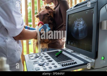 Veterinario esegue ecografia e analizza la salute degli animali. Osservazione di cani con ecografia. Foto Stock