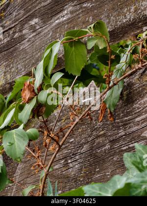 Foglie verdi di vite che si arrampicano su recinzione in legno con struttura rustica e granulosità Foto Stock
