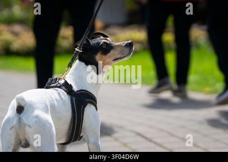 Terrier andaluso tricolore con imbracatura e guinzaglio, guardando attentamente il proprietario durante una passeggiata in un parco cittadino soleggiato. Foto Stock