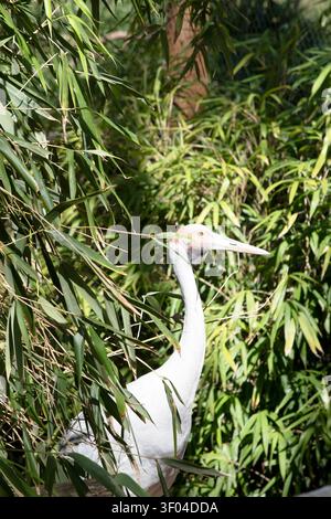 La Brolga è di colore grigio pallido con un'evidente toppa rossa-arancione sulla testa con una rugiada nera appesa sotto il mento. Foto Stock