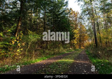 La strada forestale autunnale si snoda attraverso boschi misti con pini, betulle, abete rosso, fogliame dorato, erba, arbusti e foglie cadute. La luce solare filtra tra tra Foto Stock
