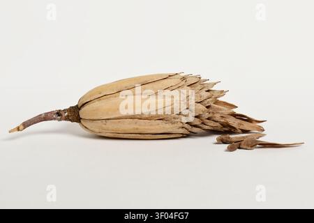 Baccello di semi secchi di tulipani Liriodendron tulipifera isolato su bianco Foto Stock