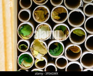 28 giugno 2026, Brandeburgo, Sieversdorf: Questo primo piano mostra diversi tubi circolari di nidificazione di un insetto hotel da vicino. Alcune delle aperture sono già state sigillate in modo sicuro con pezzi di foglie appena tagliati, verdi e parzialmente essiccati. Questi elaborati sigilli sono la prova dell'intensa attività delle api femmine tagliafuoco mentre costruiscono i loro nidi. Foto: Patrick Pleul/dpa Foto Stock