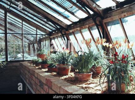 Vibranti tulipani in vaso rossi e gialli che crescono in una aiuola di mattoni all'interno di una classica serra in legno. Cambridge Botanic Garden Foto Stock