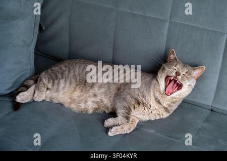 Un gatto tigrato assonnato è sdraiato su un divano grigio, colto nel bel mezzo di uno sbadiglio con la bocca spalancata. Foto Stock