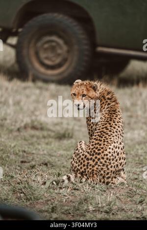 Giovane ghepardo seduto vicino a un veicolo da safari nella prateria Foto Stock