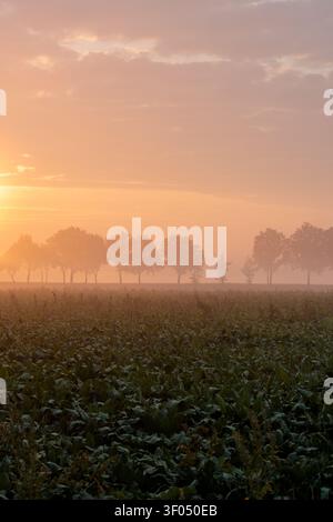 Alba verticale con fila di alberi all'orizzonte, cielo rosa e arancione Foto Stock