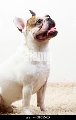 Bulldog francese seduto che guarda in alto con la bocca aperta Foto Stock