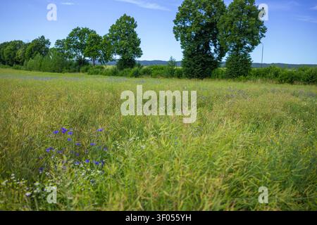 Fiorellini blu brillanti e camomilla che crescono in un prato verde con alberi verdi e un orizzonte di campagna sotto un soffice cielo estivo. Foto Stock