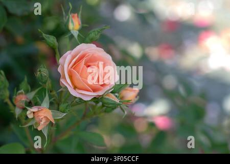 Elegante rosa floribunda che mostra toni salmone e albicocca con boccioli vicini. Un morbido bokeh del giardino esalta l'atmosfera romantica di questa pianta ornamentale Foto Stock