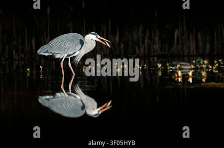 Airone cenerino che pesca di notte in un nascondiglio vicino a uno stagno Foto Stock
