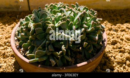 Close-up di una succulenta strutturata unica in un vaso di terracotta appoggiato su una superficie sabbiosa. Foto Stock