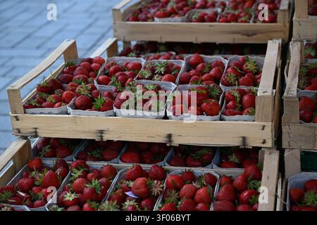 Fragole fresche e mature confezionate in pinte di carta dentro casse di legno in un mercato all'aperto, primo piano di bacche rosse e steli verdi. Foto Stock