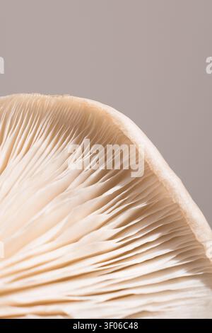 Primo piano macro di funghi ostrici, Pleurotus ostreatus, parte inferiore, che mostra delicate branchie bianche e bordo del cappuccio ricurvo in una luce soffusa su uno sfondo neutro Foto Stock