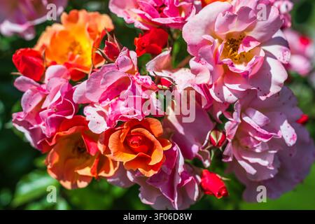 Rose con sfumature di rosa e arancione crescono in un giardino sotto la luce intensa del sole. I fiori sono in piena fioritura, mostrando le loro varie colori e forme. Foto Stock