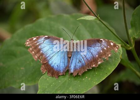 Farfalla blu posata su una foglia verde Foto Stock