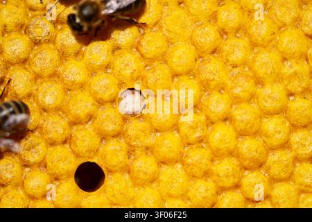 Immagine ravvicinata che mostra una sezione a nido d'ape con larve in via di sviluppo, evidenziando le complessità dell'apicoltura, lo sviluppo delle api e la struttura naturale Foto Stock
