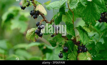 Ribes nero maturo appeso ai rami con foglie verdi lussureggianti in giardino dopo la pioggia. Primo piano. Foto Stock