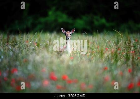 Daini incolti -(Dama dama) tra i papaveri rossi- roe di papaveri. Foto Stock