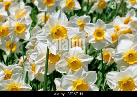 Gialli primaverili (narciso), primo piano che si concentra su un singolo fiore di una cultivar a petali bianchi della familiare pianta primaverile, in mostra in un parco pubblico. Foto Stock