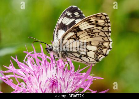 Una farfalla bianca marmorizzata Melanargia galathea che riposa su un fiore di centaurea viola in estate. Vista macro in primo piano di profilo laterale. Foto Stock
