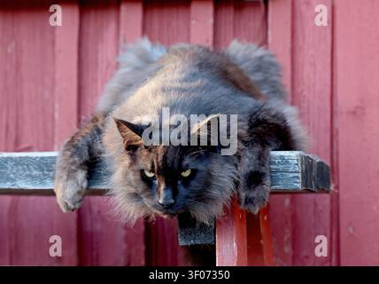 Un gatto della foresta norvegese maschio che riposa su una panchina Foto Stock