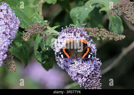 Una farfalla Ammiraglio Rosso (Vanessa atalanta) che si nutre di buddleia nel Sussex, Regno Unito Foto Stock