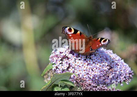 Una farfalla pavone (Aglais io) che si nutre di buddleia nel Sussex, UK Foto Stock