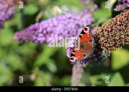 Una farfalla pavone (Aglais io) che si nutre di buddleia nel Sussex, UK Foto Stock