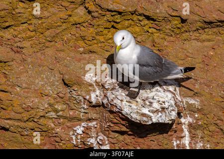 Gabbiano dalle zampe nere (Rissa tridactyla) appollaiato su una scogliera di arenaria rossa strutturata a Heligoland, Germania Foto Stock