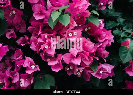 Primo piano di vivaci fiori di bouganville rosa con foglie verdi. Foto Stock