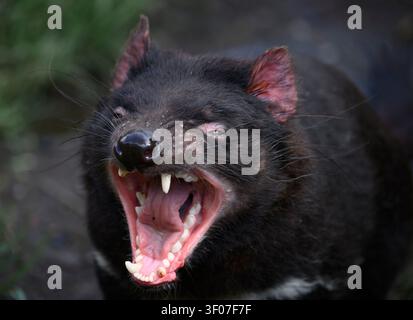Tasmanian Devil in the Devils at Cradle Sanctuary in Cradle Mountain - Lake St. Clair National Park, Tasmania, Australia. Foto Stock