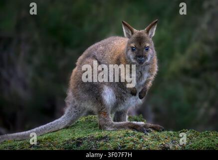 Bennett's Red-necked Wallaby a Mount Cradle - Lake St. Clair National Park, Tasmania, Australia. Foto Stock