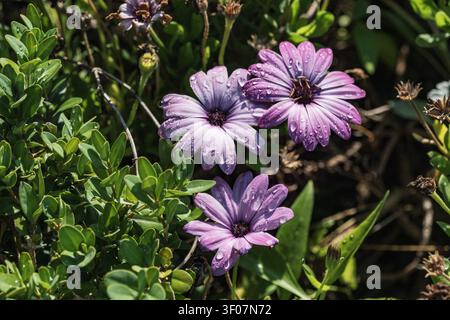 Fiori di margherite africane viola con gocce di rugiada mattutina Foto Stock