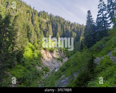Un ripido burrone roccioso coperto da fitti alberi sempreverdi e vegetazione lussureggiante con un piccolo ruscello che scorre attraverso il fondo. Foto Stock