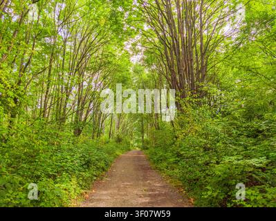 Un sentiero di ghiaia si snoda attraverso una fitta foresta di alberi alti con foglie verdi vibranti e un sottobosco denso nello stato di Washington. Foto Stock