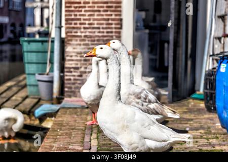 Oche domestiche in piedi accanto a un canale nel centro di Utrecht, Paesi Bassi. Foto Stock