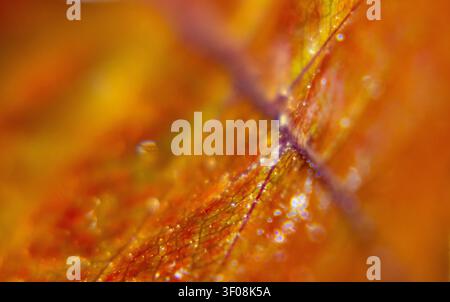 Visione astratta di una vena fogliare con luce dorata e effetti bokeh morbidi Foto Stock