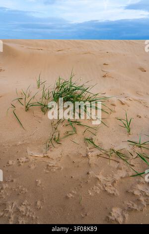Giovani germogli di amaranto che emergono dalla cresta della duna sotto nuvole stratificate e un cielo azzurro Foto Stock