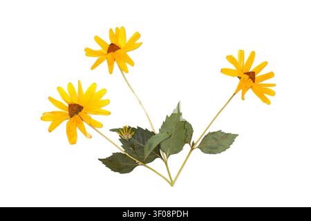 Tre fiori gialli essiccati isolati su sfondo bianco. Erbario di una pianta ornamentale. Foto Stock